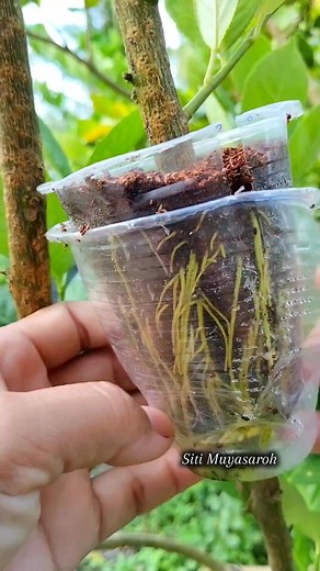 843K views · 5.3K reactions | Simple air layering with two plastic cups practical and no tying needed♻️ #airlayering #plant #reels #gardener #greenthumb | Siti Muyasaroh | Facebook
