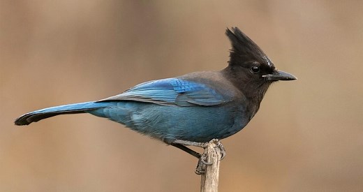 Steller's Jay Identification, All About Birds, Cornell Lab of Ornithology