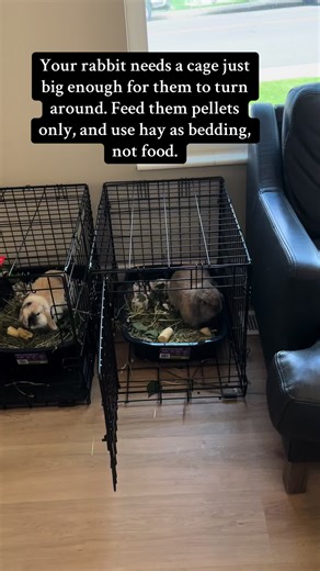 Rabbits aren’t just pets to me—they are intelligent, emotional beings capable of so much more than people realize. Every time I work with them, I use their demeanor and health as my guide. When I see improvements in their mental state, behavior, and physical well-being, I know I’m on the right track. These animals deserve more than cages and enclosures; they deserve the freedom to live, thrive, and show the world their full potential. I want to be part of the rabbit revolution, where we finally 