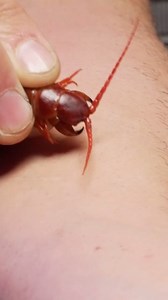 87K views · 1.2K reactions | Bit By A GIANT Asian Centipede | Brave Wilderness | Facebook