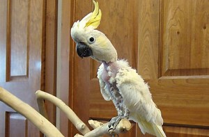 Cockatoo ~ Detailed Information | Photos | Videos