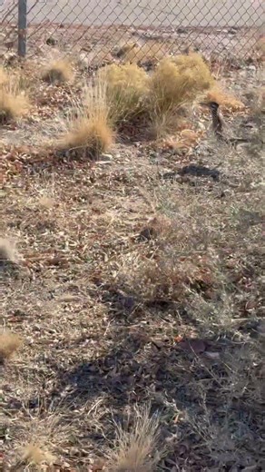 Great day to visit the Manzano Mesa Roadrunners, Albuquerque! #getoutside #abq #shorts