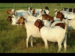 #FarminginNamibia Goat farming.