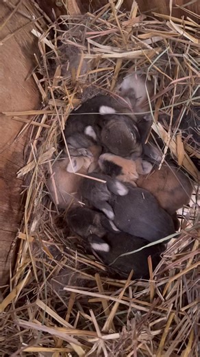 Popcorn babies | Peggy King