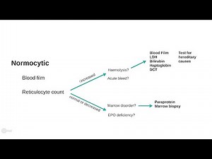Anemia explained 3/3. A clinical approach