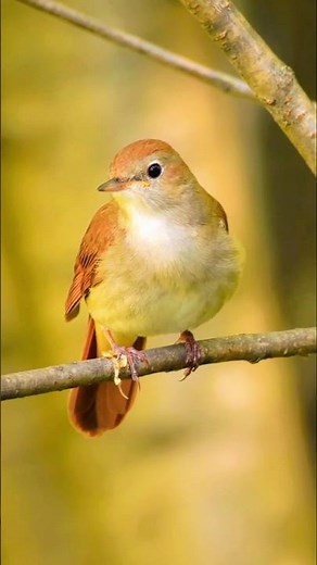 Ultimate Bird Sounds Compilation | Chirping, Singing & Forest Ambience for Deep Relaxation & Sleep