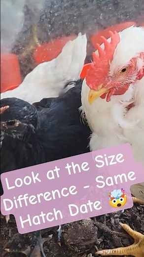 Chicken breed size comparison Day 47 #backyardchickens