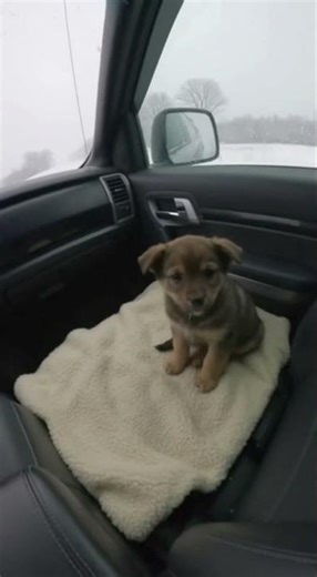 Rescued From the Snow ❄️🐶 A Puppy’s First Warm Home Ever