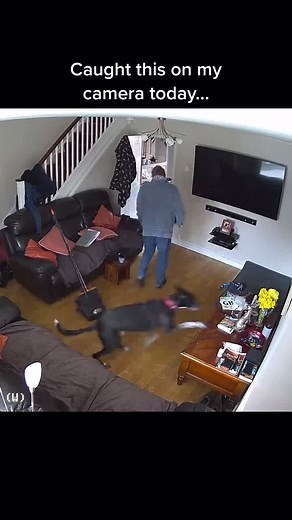 Broom - 1 Dog - 0 😂😭😭 🎵:.Starstruck - @yearsandyears 🎶 #naughtydog #caughtin4k #yikes