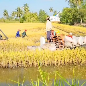 998K views · 8.2K reactions | Amazing skill with driving tractor to rice field | Stunning pictures | Facebook