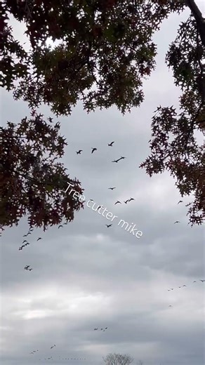 #Geese #woodgrain #oldschool #valogger #wildlife ￼