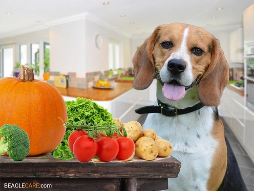 32 Vegetables your Beagle can Eat (with Feeding Guide) - Beagle Care
