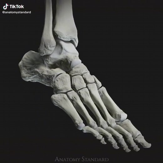 The bones of the foot are complete! #footanatomy #ankle #heelpain #footpain #anatomystandard #fisio #phisio #functionalmovement #archpain #footexercises #injuryrehab #footrehab #3danatomy #archexercises #feetpain
