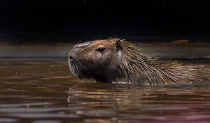 Why Do Capybaras Like to Live Near Water? These Are The Reasons - Animal World Facts