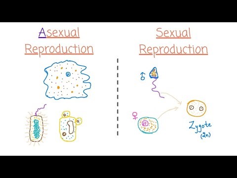 Asexual vs Sexual Reproduction - Introduction