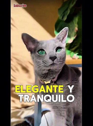 ¡los gatos más caros del mundo!