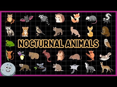 30 Nocturnal Animals Names for Kids - Learn Nighttime Creatures for Children