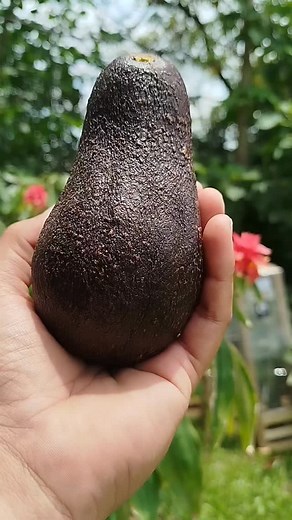 Tips para no perder una palta madura! A veces se nos maduran todas juntas, en ese momento lo que menos queremos es perder una, así que la mejor solución es cambiarla de temperatura, eso lo solucionamos con una simple heladera! El frío detiene la maduración de las paltas, así que dejándola unos días ahí, retrasamos su etapa de madurez #paltas #aguacate #avocado #paltaslovers #paltashass #avocadotoast #tips | Martín Kraus