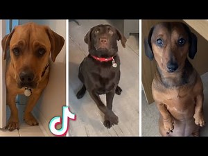 Awesome DOG Videos! 🤣 Most Amazing DOGS on the internet! 🐕