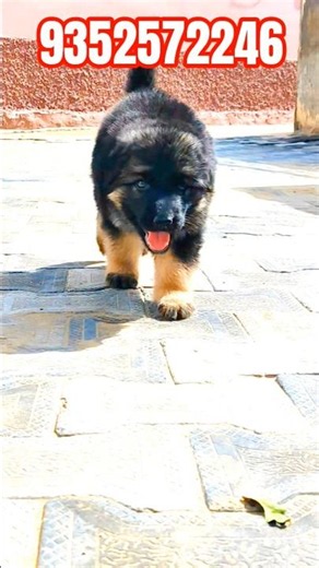 laxi......German shephard / geman shephard female puppy / german Shepherd #puppy #germanshepheard