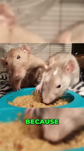 The Weirdest Animal Law You’ve Never Heard Of
