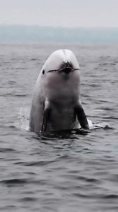 78K views · 3.2K reactions | : bluelifewild • Risso's dolphins look unlike any other dolphin. They have bulb-shaped heads and distinctive gray bodies which overtime become heavily scarred. The scarring likely occurs due to the loss of pigment during the healing process of skin wounds from teeth raking between dolphins, and circular markings from prey such as squid. | Ocean Conservation Research - OCR | Facebook