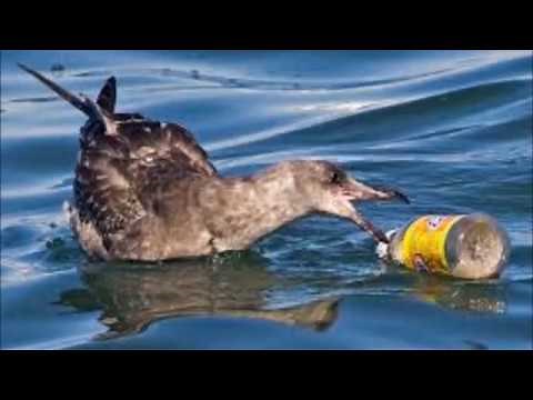 We Paved Paradise to Put up a Parking Lot