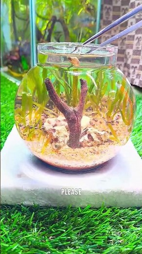 MiNi snail 🐌 ecosystem Bowl. #aquarium #livefish #animal #fishtank #aquariumpets #snails #ytshorts