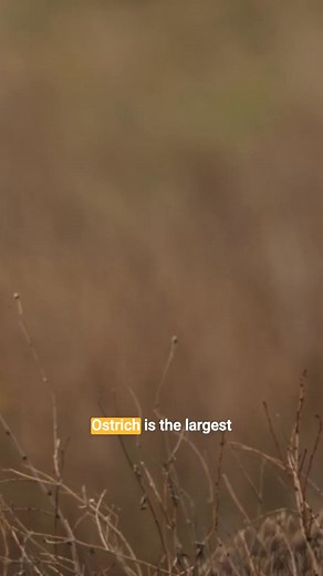 Forget soaring through the skies – the ratites are a fascinating group of birds that decided flying was simply overrated! This diverse family includes some of the largest birds on Earth, like the mighty ostrich, the regal emu, the striking cassowary, the unique rhea, and the small, nocturnal kiwi. What makes them ratites? Their defining characteristic is a flat breastbone without a keel, which is the bony ridge that anchors the strong flight muscles in flying birds. Without this, flight is impos