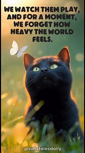 Just a kitten chasing light — and somehow, it brings a bit of light back into us too. ☀️🐱 . #cat #catlovers #fblifestyle #quoteoftheday #catsoffacebook | Cats tales Daily