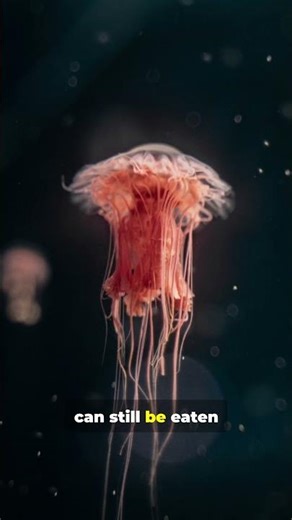 This Animal Can Live Forever?!