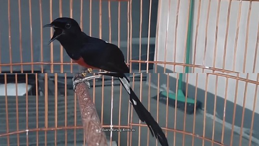 16K views · 307 reactions | Suara Burung Murai Batu | Suara Burung Berkicau | Facebook