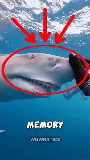 The Smiling Shark Who Never Forgot 🦈❤️