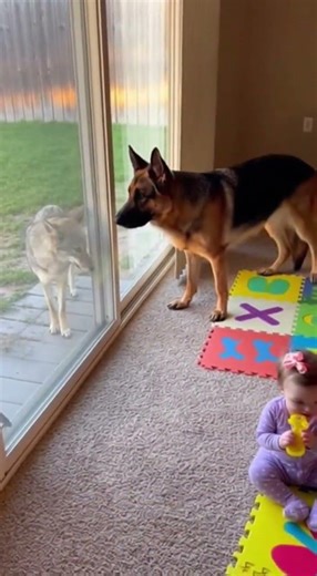 DOG Staring at Backyard Window at a Coyote?