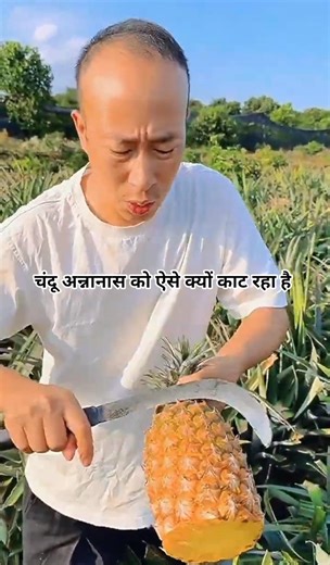 Why is Chandu cutting pineapple like this? #shorts #youtubeshorts #fruit #pineapple #farming #farm