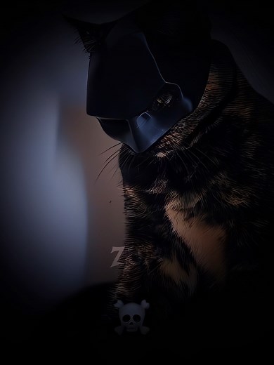 Cats Meowing Videos: Cute Cat TikTok Compilation!