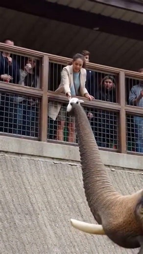 An Elephant’s Gentle Heart: Saving a Tiny Bunny! 🐘❤️🐰