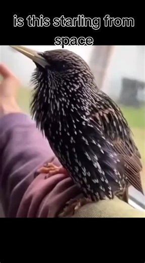 Starling Sounds: A Viral TikTok Sensation
