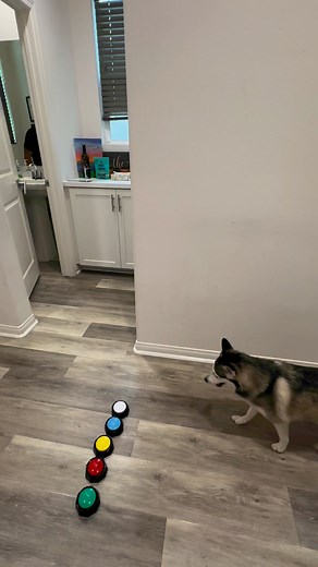 237K views · 5.8K reactions | Did you even wipe 藍藍藍 #pomsky #dogs #funnydog | Sapphie_the_pomsky | Facebook