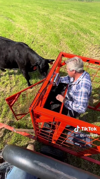 Expert Livestock Handling Techniques in Rural Settings