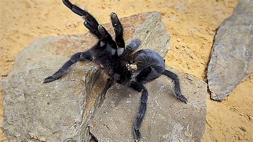 Scientists discover four new tarantula species with record-long genitalia