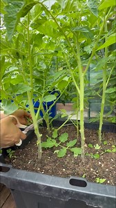 Snipping off suckers and old leaves to keep my tomatoes healthy, breathing, and thriving! 🌿✨ #tomatogarden #containergardening | Che Thompson