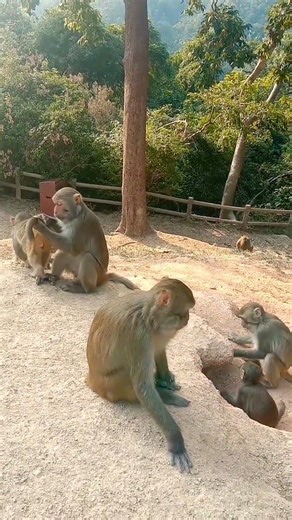 I can't resist to watch those cute fellas #monkey #minivlog #youtubevloggers #shorts #short