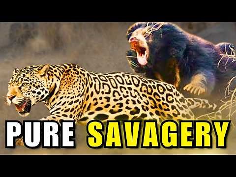 Jaguar vs Sloth Bear | Mutual Destruction