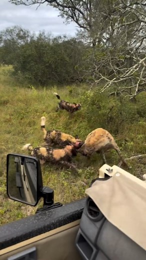 Wild Africa Sightings on Instagram: "Epic Showdown: Wild Dogs vs Hyenas! 🎥 by ranger @jordz_of_the_jungle When wild dogs and hyenas cross paths, it’s a fierce competition. Wild dogs rely on teamwork and speed, but hyenas use brute strength and persistence, often challenging wild dogs to steal their hard-earned prey. . . . ➡️ Follow for more exciting African wildlife sightings #wildlife #africannature #wilddogs #wildlifeshots #exploreafrica #wildlifesafari #naturecaptures #viralreels #ree