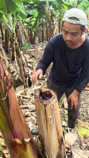 How to Fertilize the Banana Plants Through the Old Stump to Help Them Grow Better #tips