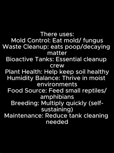 How to care for springtails!!