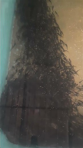 Panga Fish Farming in closed tank. #aquacultureindia #fish #freshwaterfish #fishing #desifishing