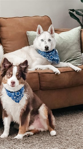 Megan Stephen on Instagram: "These are my dogs, Arlo and Ghost 🐺🐶 They’re part of our family, so their daily care matters to me too. I’ve added ProBright® Advanced from @thepetlabco to their routine — just sprinkle it on food, no toothbrush needed. It helps support healthy teeth & gums while keeping dog breath fresh. Could your dogs use this in their routine? #petlabco #ad"