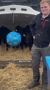 Farmer James explains how he looks after his calves in their 'igloo' - a housing system designed around keeping them happy and healthy🐮🥰 #BackBritishFarming | Back British Farming NFU